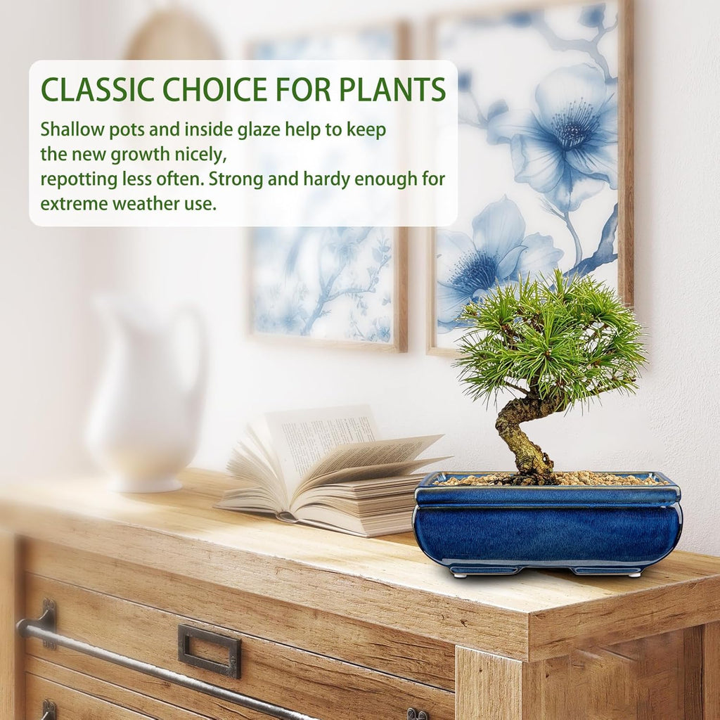 Succulent Planters Bonsai Pots for Live Bonsaii Trees Set of 2, 8.7" Large Ceramic Shallow Pot for Succulents Indoor with Drainage Hole, Outdoor Cactus Plant Bonsai Pots, Ceramic Flower Pot