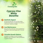 Outsidepride White Cypress Vine Seeds - 100 Pcs Annual Flower Seeds with Nectar-Rich, Star-Shaped Flowers & Feathery, Fern-Like Leaves for Fences, Trellises, Pergolas & Vertical Gardens