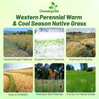 Outsidepride Western Native Grass Seed Mix - 1 lb. Perennial Blend of Warm & Cool Season, Drought Tolerant Grass Seed for Natural Landscaping w/Wildflower, Soil Health Improvement & Erosion Control