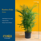 Costa Farms Bamboo Palm Live Plant in Decorative Pot, Air Purifying Large Indoor Houseplant, Perfect for Home, Room, or Office Decor, Great House Warming or Birthday Gift, 3-4 Feet Tall