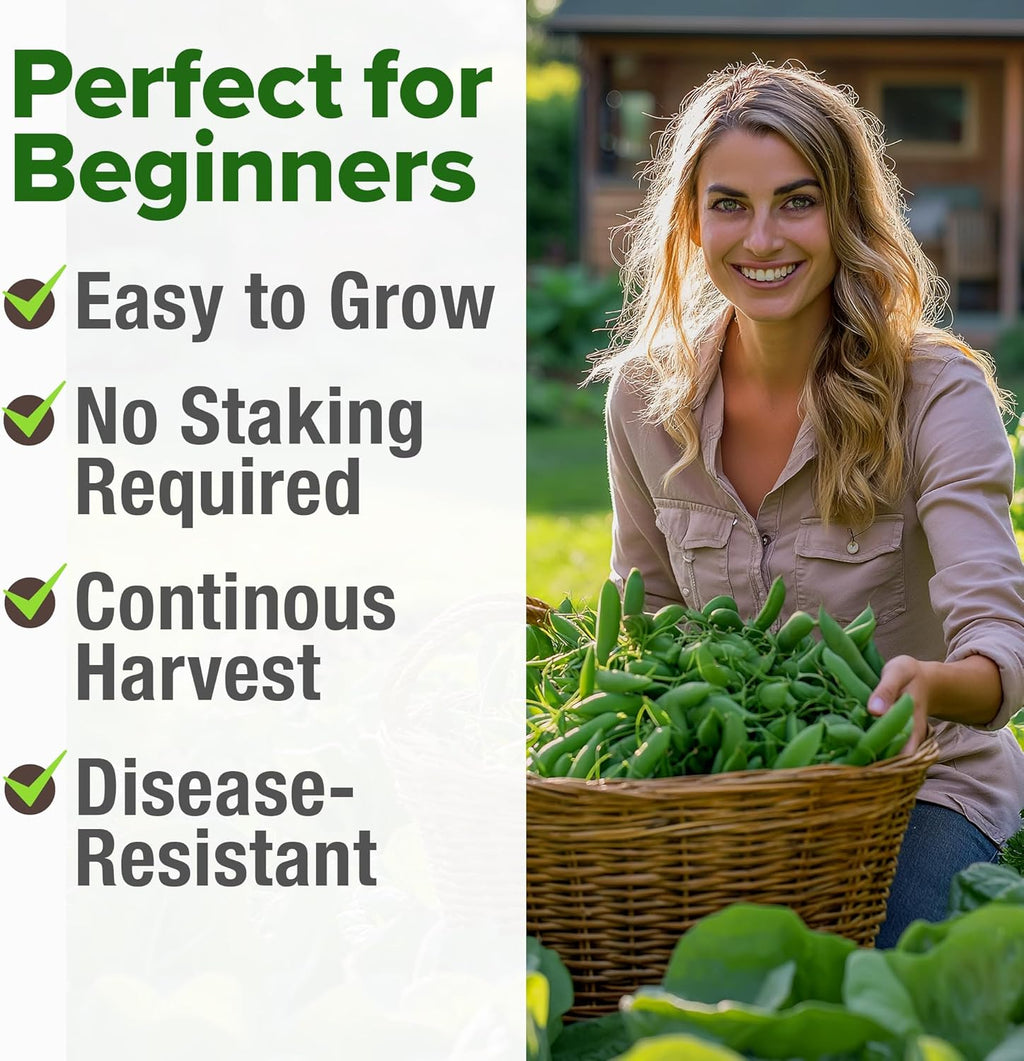 HOME GROWN - Snap Pea Seeds for Planting - Organic, Heirloom Cascadia Variety - 100 Non-GMO Vegetable Seeds - Cool Season Crop for Containers - Sweet Flavor, Fast Germination (Pisum sativum)