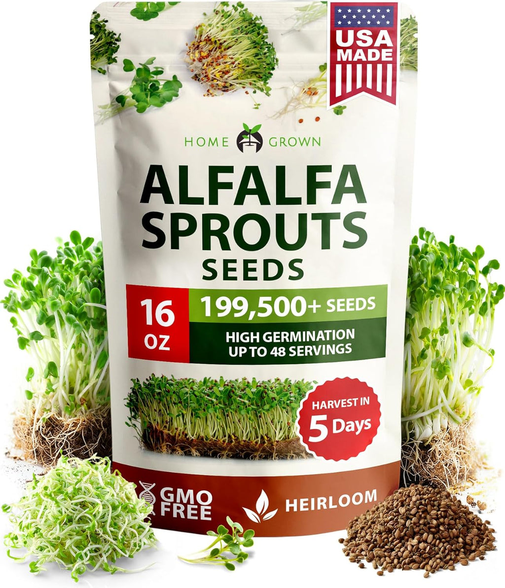 HOME GROWN 𝗨𝗦𝗔 𝗣𝗥𝗘𝗠𝗜𝗨𝗠 Alfalfa Sprout Seeds 16oz Bulk Pack with Thousands of Seeds 𝗡𝗢𝗡-𝗚𝗠𝗢 Alfalfa for Sprouting & Microgreens Indoor Outdoor Growing Resealable Bag High Germination