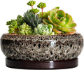 Succulent Planter 6 Inch - Ceramic Bonsai Pots with Drainage Hole and Tray, Shallow Plant Pot Indoor Outdoor, Cactus Succulent Pot, Round Bonsai Planter, Home Decor, Plant Lover Gift, White