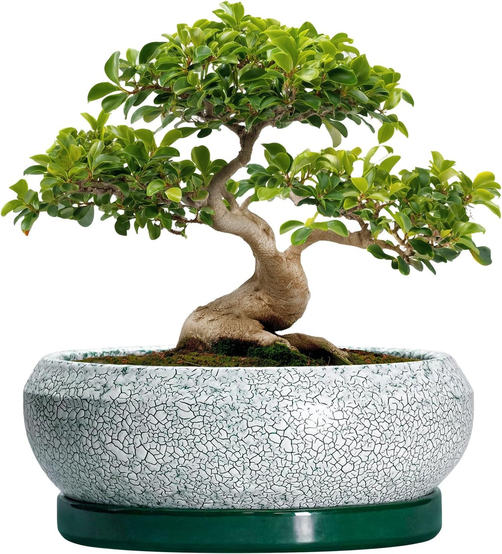 Bonsai Pots 13 Inch - Shallow Ceramic Planter with Drainage Hole and Saucer, Round Succulent Pots for Indoor Outdoor, Large Succulent Planter, Apartment Decor, Gardening Gifts, Green