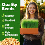 HOME GROWN 12,000+ Wheatgrass Seeds Bulk Pack(1.5 lb) 𝗡𝗢𝗡-𝗚𝗠𝗢 𝗨𝗦𝗔 Hard Red Winter Wheatgrass – Heirloom, Sprouting for Juicing, Microgreens, Smoothies & Indoor Gardening(Triticum aestivum)