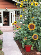 hogardeck Garden Decor for Outside, 39" Sunflower Pot Decorative Garden Stakes for Spring Outdoor Decor, Metal Yard Art Sunflower Welcome Sign for Porch Patio Lawn Pathway Backyard Decorations