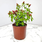 Shrimp Plants (Bush)