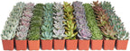 Shop Succulents Rosette Succulent Plant Pack Collection - Live Mini Succulent Plants, Low Maintenance, Floral Shaped Mix of Colors & Textures - Wedding and Party Favors, Gift & Garden, Pack of 32