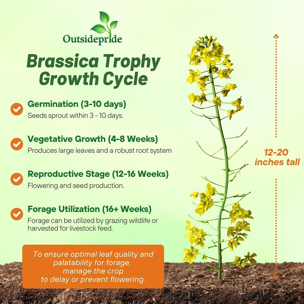 Outsidepride Trophy Forage Rape Seed - 5 Lbs Heat, Cold & Drought-Tolerant Brassica Food Plot Seed, Ideal for for Deer & Livestock Grazing, Fall Planting, Soil Improvement, & Erosion Control