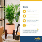 Costa Farms Parlor Palm, Neanthebella, Easy to Grow Houseplant Potted in Décor Plant Pot, Everyday Gift for Mom, For Wife, From Daughter, Son, Room or Home Decor, 1 Foot Tall
