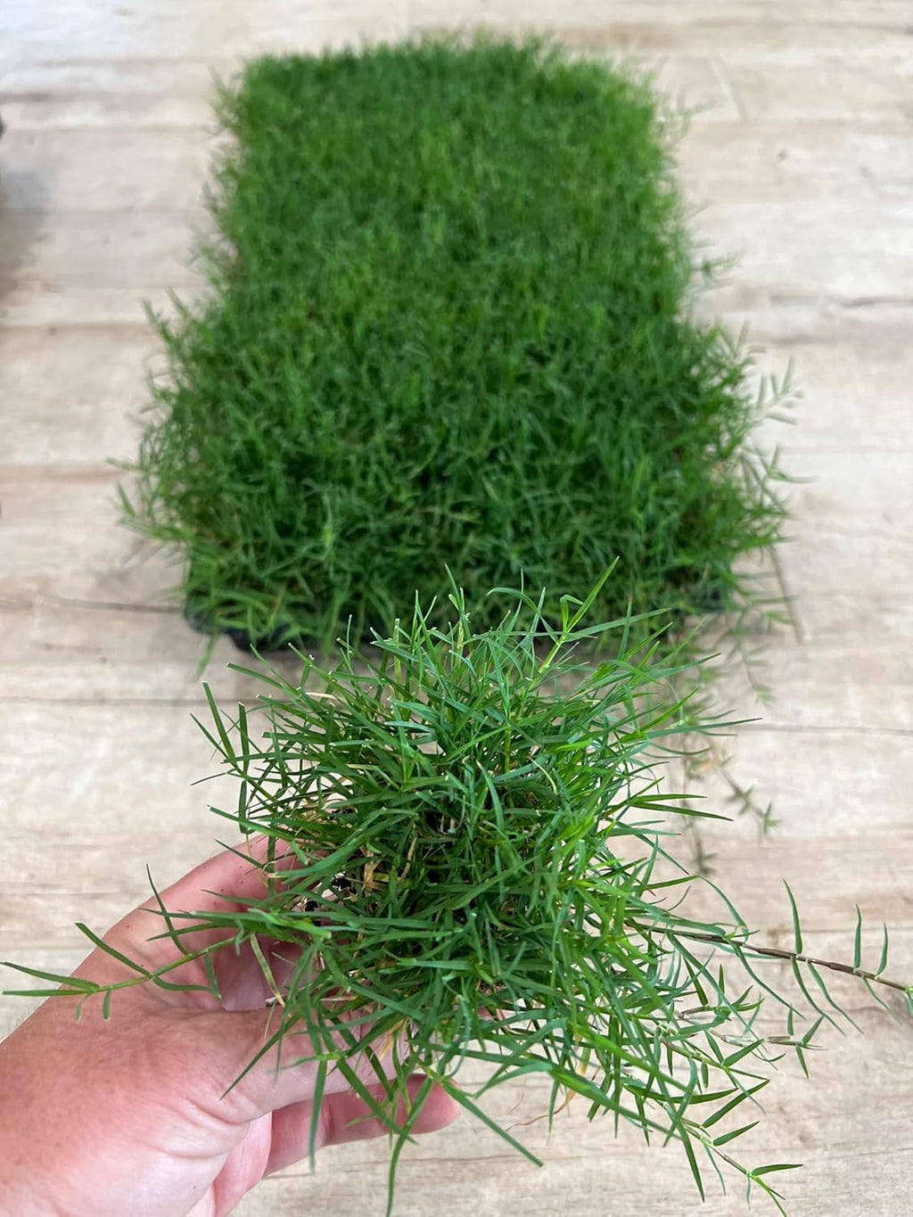 | Bermuda Grass Plugs - 200 Large Plugs, Fast Growing, Low Maintenance Green