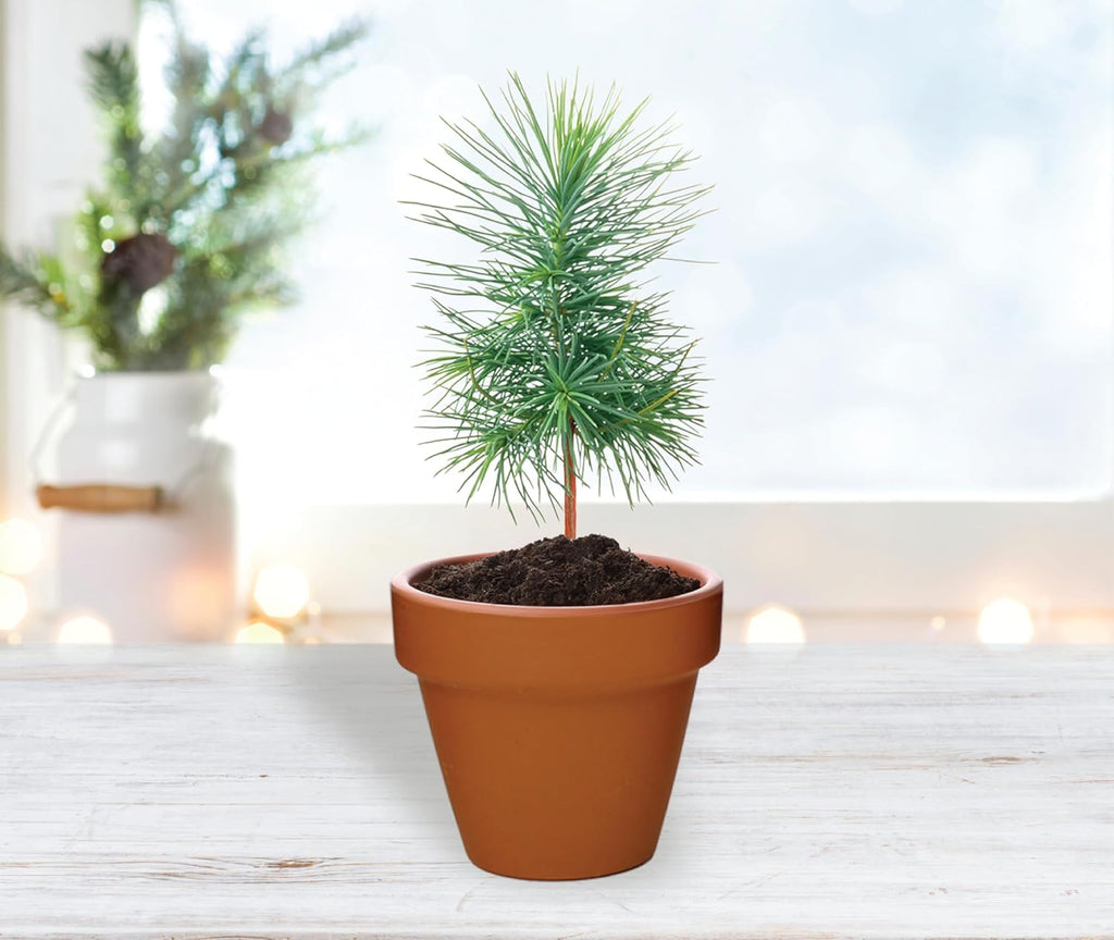 BUZZY Seeds Spruce Terracotta Mini Grow Pots – Indoor Tree Starter Kit Bulk 20-Pack – DIY Planting Kit – Grow Mini Spruce Trees for Gardening, Classroom Projects, Crafts, Gifts & Earth Day