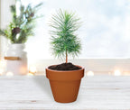 BUZZY Seeds Spruce Terracotta Mini Grow Pots – Indoor Tree Starter Kit Bulk 20-Pack – DIY Planting Kit – Grow Mini Spruce Trees for Gardening, Classroom Projects, Crafts, Gifts & Earth Day