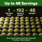 HOME GROWN 𝗨𝗦𝗔 𝗣𝗥𝗘𝗠𝗜𝗨𝗠 Alfalfa Sprout Seeds 16oz Bulk Pack with Thousands of Seeds 𝗡𝗢𝗡-𝗚𝗠𝗢 Alfalfa for Sprouting & Microgreens Indoor Outdoor Growing Resealable Bag High Germination