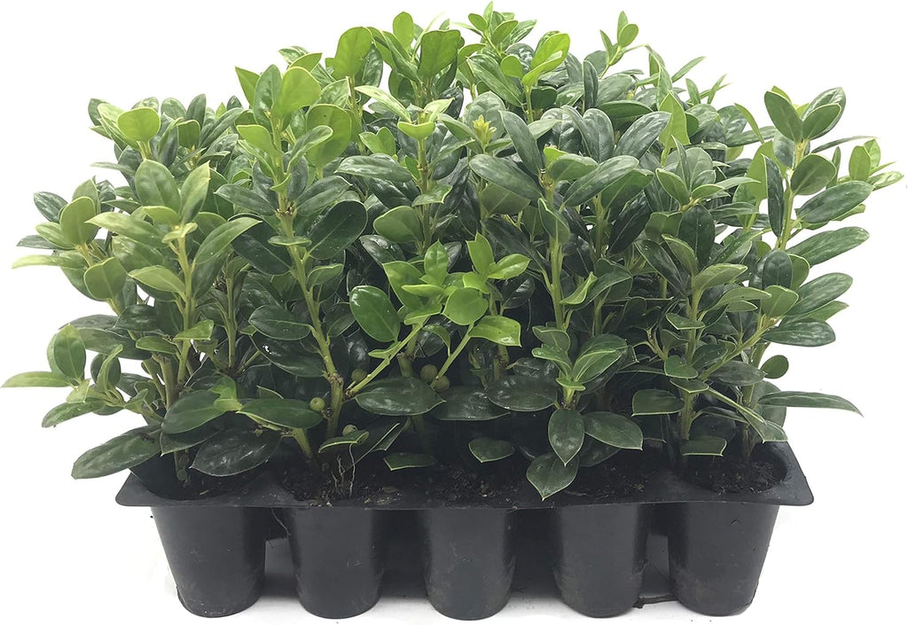Burfordi Holly | 3 Live Plants | Ilex Cornuta | Fast Growing Evergreen Shrubs, Privacy Hedge Plants, Dark Green Foliage, Low Maintenance Landscaping, Ideal for Hedges and Borders