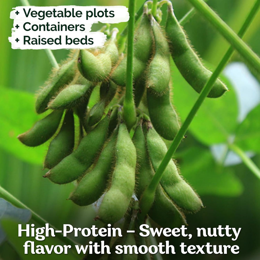 KVITER 40 Soy Bean Midori Giant Edamame Seeds (Glycine max) - Green Soybean, Soy Beans Organic Non GMO Variety, Sweet Nutty Flavor - Heirloom Vegetable Seeds for Planting Outdoors in Home Garden