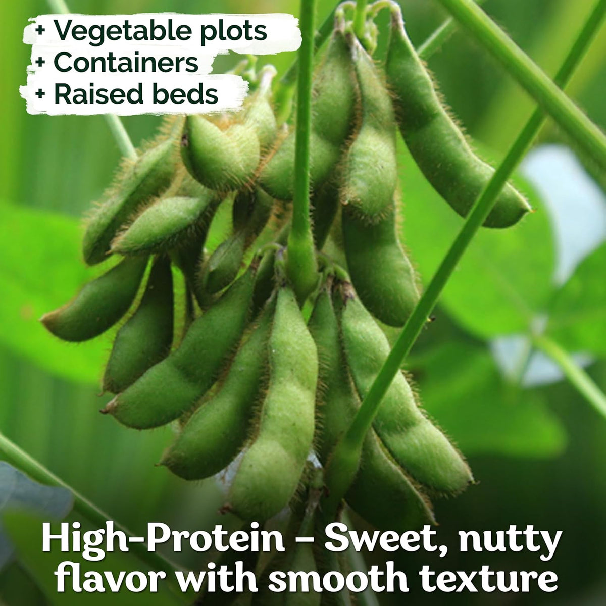 KVITER 40 Soy Bean Midori Giant Edamame Seeds (Glycine max) - Green Soybean, Soy Beans Organic Non GMO Variety, Sweet Nutty Flavor - Heirloom Vegetable Seeds for Planting Outdoors in Home Garden
