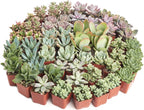 Shop Succulents Pastel Succulent Plant Pack Bulk Collection - Live Mini Succulent Plants, Low Maintenance, Bright & Serene Colors & Textures - Wedding and Party Favors, Gift & Garden, Pack of 32