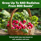 HOME GROWN 𝗨𝗦𝗔 𝗣𝗥𝗘𝗠𝗜𝗨𝗠 Cherry Belle Radish Seeds 800+ 𝗡𝗢𝗡-𝗚𝗠𝗢 Heirloom Vegetable Seeds for Planting Outdoors Harvest in 30 Days Red Radishes, Spring and Fall Gardens (Raphanus Sativus)