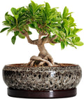 Bonsai Pots - 8 Inch Ceramic Pots for Plants with Drainage Hole and Saucer, Round Succulent Pot, Bonsai Planters Indoor Outdoor, Shallow Planter Bowl, Patio Decor, Gardening Gift, White