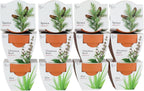 BUZZY Seeds Radiant Collection Grow Kits, 12-Pack Mini Terracotta Pots with Aloe, Christmas Basil, and Spruce Seed Packs,All-in-One Starter Set for All Ages, Gardening Gifts, Stocking Stuffers