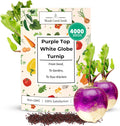 Woods Creek Seeds: Purple Top White Globe Turnip Seeds for Planting - Heirloom Root Vegetable Variety - Fast Growing Turnips with Edible Greens - Non-GMO Garden Seeds for Fall or Spring