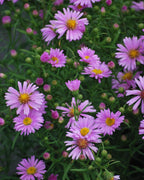 Perennial Farm Aster X 'Wood's Pink' – Live Dwarf Aster Perennial in #1 Container, Compact Habit with Rose-Pink Daisy-Like Blooms, Pollinator Friendly, Long Blooming, Great for Borders & Fall Gardens
