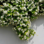 Star Jasmine/Confederate Jasmine - Trachelospermum Jasminoides. Live. Fragrant Flowers. (2 Plants in Sac)