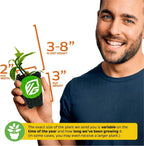Vanilla Bean Orchid Live Plant (2-Pack) - Vanilla planifolia by Wellspring Gardens - Fragrant Vanilla Beans, Versatile Vine, Tropical Elegance, Aromatic Treasure - Vanilla Bean Starter Plant