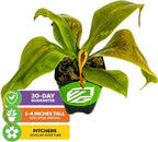 St. Gaya Pitcher Plant - Carnivorous Nepenthes by Wellspring Gardens - Unique Pitchers, Easy-Care, Indoor Plant, Striking Housplant - Fascinating Carnivorous - Starter Plant Aquatic Plant
