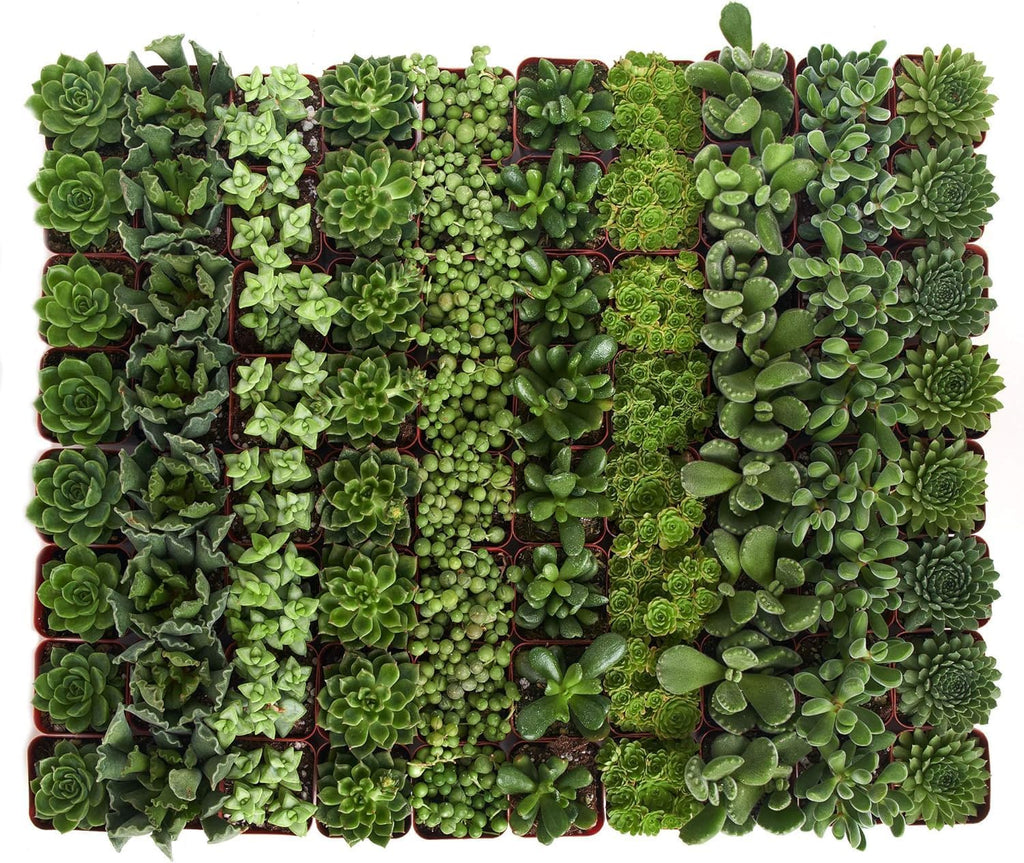 Shop Succulents Verde Succulent Plant Pack Bulk Collection - Live Mini Succulent Plants, Low Maintenance, Mix of Green Succulents & Textures - Wedding and Party Favors, Gift & Garden, Pack of 100