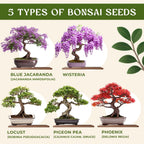AVERGO Bonsai Tree Kit for Beginners – 5X Unique Japanese Bonzai Trees | Complete Indoor Starter Kit for Growing Plants with Bonsai Seeds, Tools & Planters – Gardening Gifts for Women & Men
