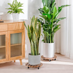 Bamworld Plant Stand Outdoor Rolling Tray Plant Caddy with Wheels 12in Plant Caster with Wheels Planter Caddy Flower Cart Plant Dolly for Heavy Duty Large Plants Plant Rollers (2 Pack )
