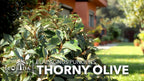 Elaeagnus Pungens I 30 Live Plants I Thorny Olive I Hardy Evergreen Shrub with Fragrant Blooms, Perfect for Hedges, Screening & Ornamental Garden Display