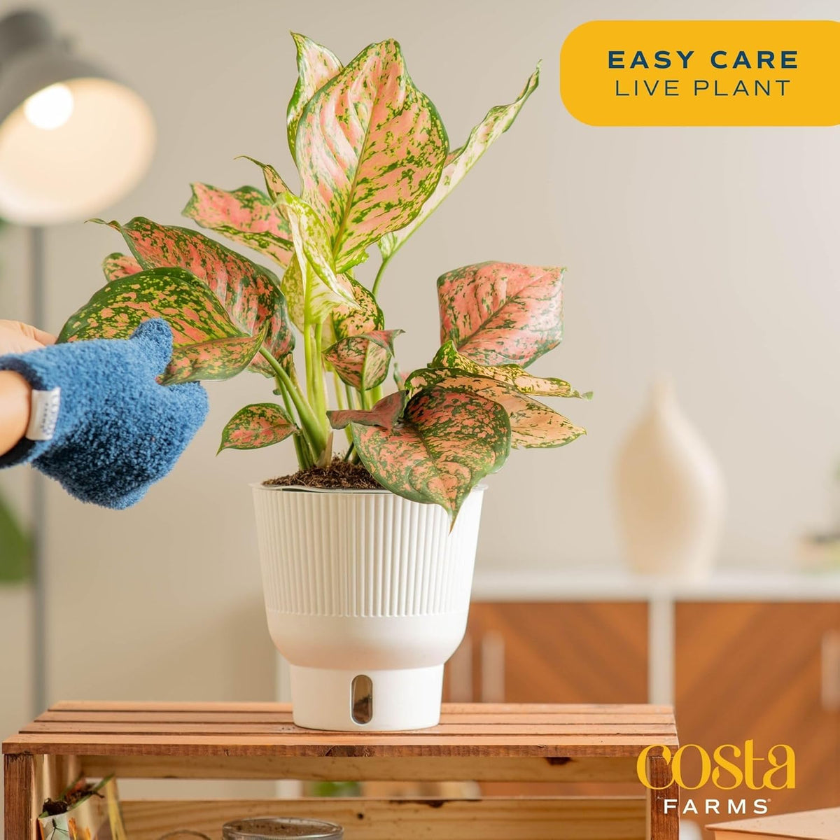 Costa Farms Trending Tropicals Aglaonema Live Indoor Plant, Self Watering Décor Plant Pot, 1 Foot Tall