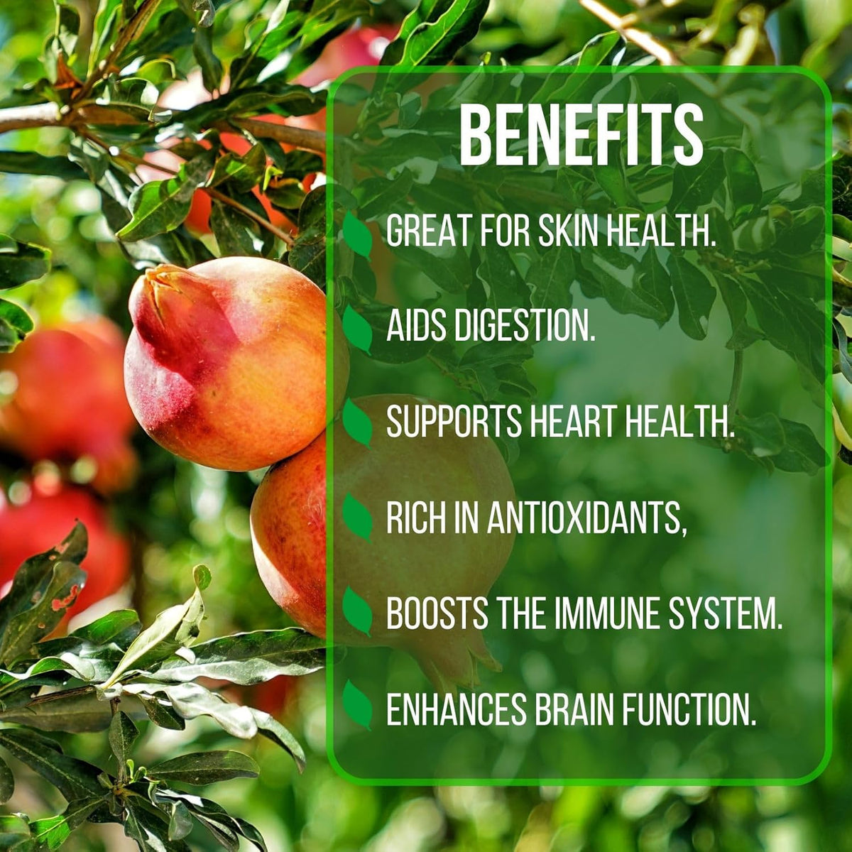 Pomegranate Wonderful Live for Sale (4 Pack) | Easy to Grow Plants | Edible Fruit Plant for Sustainable Living | Grow Your own Food on Your Edible Organic Garden| Live for Planting| 2 inch Pot