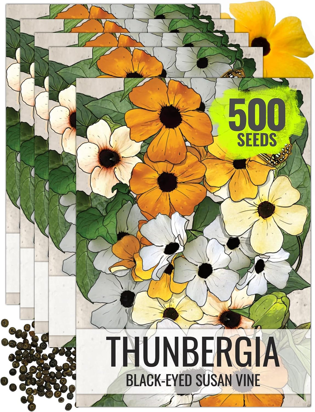 Seed Needs, Black-Eyed Susan Vine Seeds - 100 Heirloom Seeds for Planting Thunbergia alata - Annual Vining Flowers to Cover a Fence or Trellis (5 Packs)