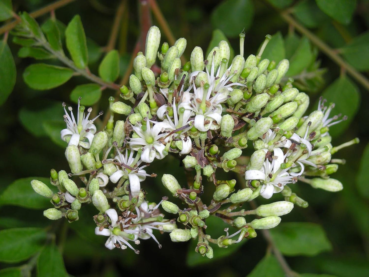 Curry Leaf Plant. Live Plant. Fragrant, Beautiful, Edible. Easy Grow. Indian Cooking Must Have. Murraya Koenigii. (2 Sacs)