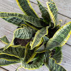 United Nursery Live Snake Plant, Sansevieria Trifasciata Laurentii, Variegated Snake Plant, 2-3 ft. Tall Mother in Laws Tongue House Plant for Indoor and Outdoor (Cream Decor Pot)