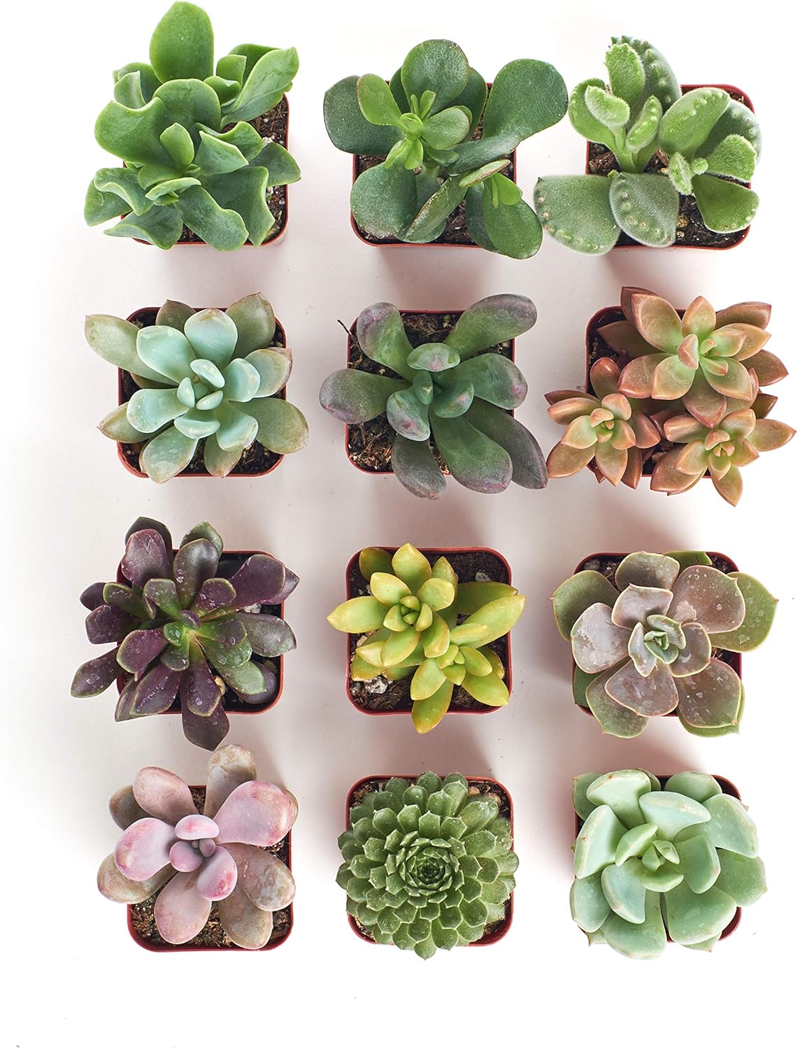 Shop Succulents Unique Succulent Plant Pack Collection - Live Mini Succulent Plants, Low Maintenance, Exceptional Colors & Textures - Wedding and Party Favors, Gift & Garden, Pack of 12
