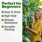 HOME GROWN 𝗨𝗦𝗔 𝗣𝗥𝗘𝗠𝗜𝗨𝗠 Organic Cucumber Seeds - 200 Marketmore Heirloom 𝗡𝗢𝗡-𝗚𝗠𝗢 Vegetable Seeds for Planting in Trellises, Raised Beds, Containers (Cucumis sativus)