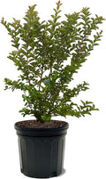 American Plant Exchange Sioux Crape Myrtle Tree Live, 7-Gallon Pot, 2-3ft Tall, Bright Pink Flowers, Drought-Tolerant, Large Outdoor Landscape Accent, Year-Round Beauty