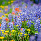Created By Nature Alaska Wildflower Seed Mix, 15 Flower Varieties, 53,000 Seeds