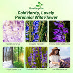 Outsidepride Penstemon Seeds - 1/4 Lb. Perennial, Drought-Tolerant & Pollinator Friendly, Strictus Rocky Mountain Wildflower Seeds for Planting with Vibrant Blue-Violet Blooms, Ideal for Xeriscaping