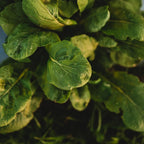 Komatsuna Tendergreen Spinach Mustard - 500 Seeds - Heirloom Variety, Non-GMO Vegetable Seeds for Planting Outdoors in The Home Garden