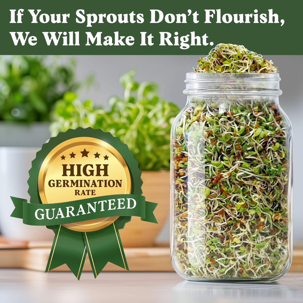 Seedboy Organic Non-GMO Sprouting Seeds, Longevity Blend – USA Grown Microgreens Mix with Broccoli, Red Kale, Black Kale, Alfalfa - 8 oz Bag Makes 6 Quarts / 20 Servings (Longevity Blend)