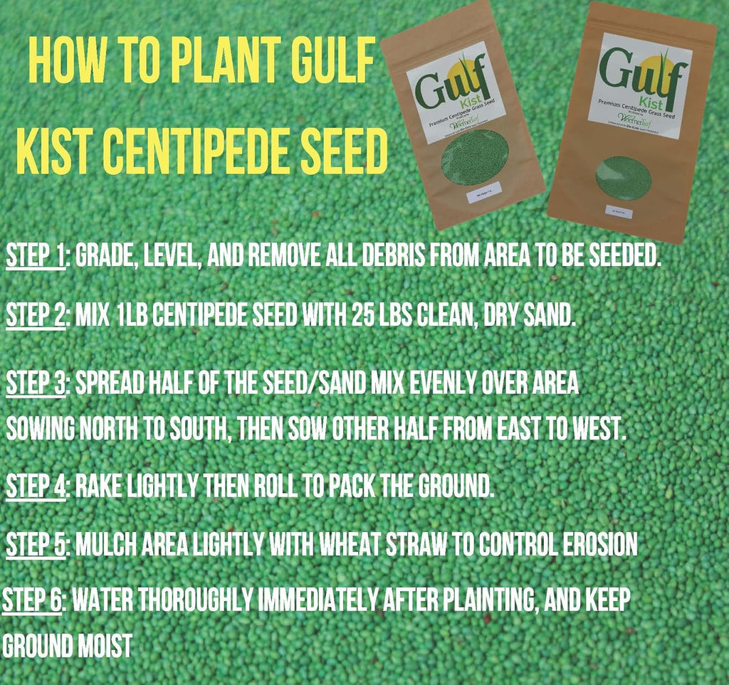 Centipede Grass Seed for a Dense Green Lawn, NO Mulch, 1 lb Coated Seeds, Sun and Moderate Shade Tolerant Lawn Seeding and Turf Patch Repair, Southern Southeast US, Low Fertilizer Low Maintenance