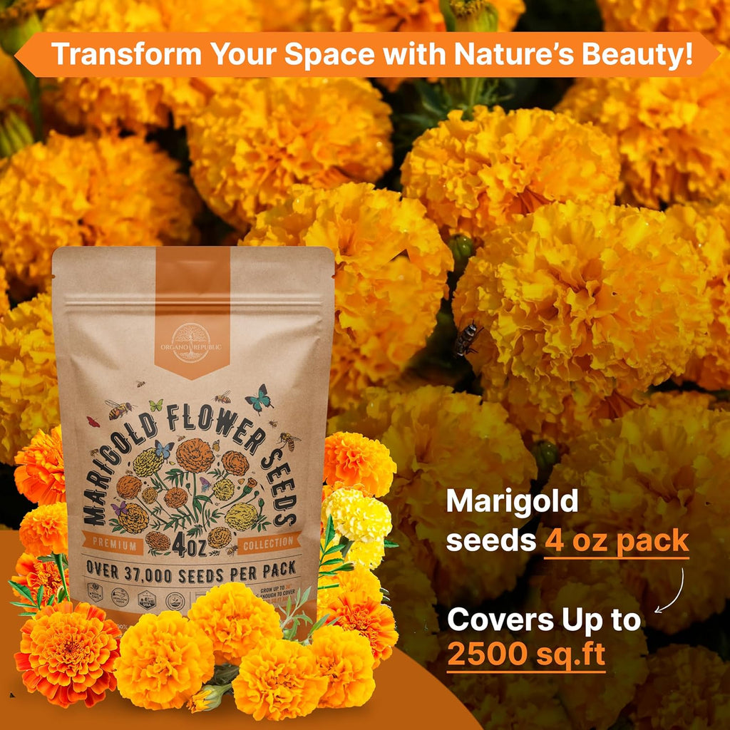 Marigold Seeds Pack 4 oz - Over 37,000 Non-GMO Heirloom Marigold Seeds for Planting Indoor & Outdoor Gardening, Flower Seed for Planting Home and Garden, Flowers Seed in Individual Packet