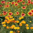 Ferry-Morse Dry Climate Mix Bulk Wildflower Seeds, 1lb