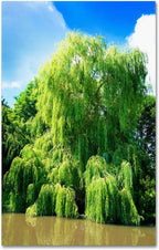 4 Bright Green Weeping Willow Cuttings, Grow 4 Trees - Wisconsin Weeping Willow Root Stock -